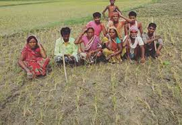 CG: सूख रहे खेत, फसल हो रही चौपट