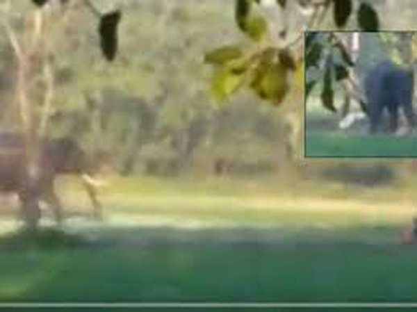 Cg Breaking: हाथियों ने 8 साल की बच्ची को कुचला