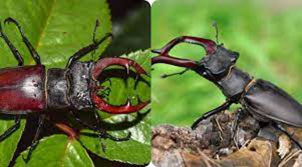 एक कीड़ा जो आदमी को रातों रात करोड़पति बना सकता है, आप भी जानिए कैसे