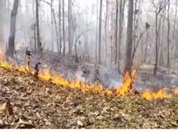 आग की चपेट में जंगलः वन्यजीवों पर मंडरा रहा खतरा