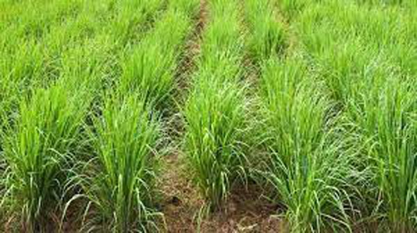 Lemon Grass: औषधीय गुणों को जानकर आप रह जाएंगे Shocked
