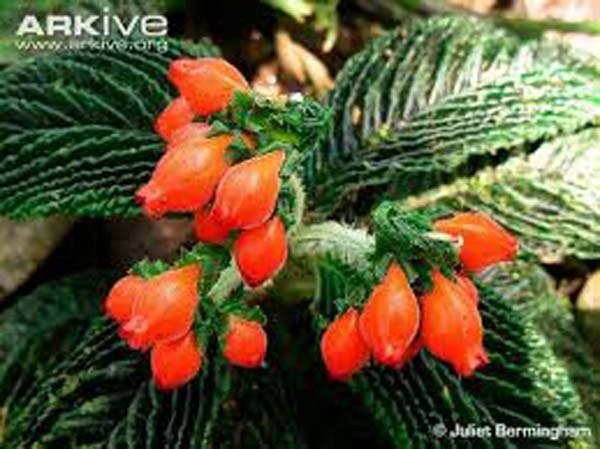 Gasteranthus Extinctus: 40 साल पहले गायब हो गया था ये फूल, अब अचानक दोबारा खिला