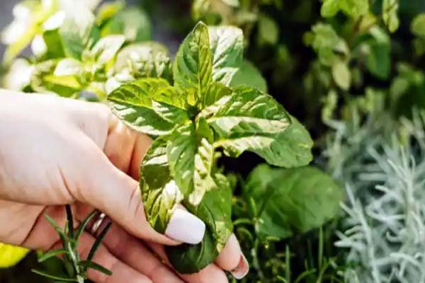 Mint leaves are a panacea in summer