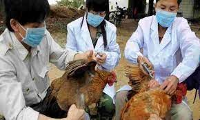 Bird flu symptoms