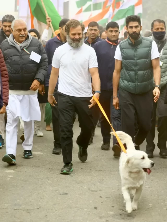 भारत जोड़ो यात्रा में राहुल गाँधी के साथ पालतू डॉग