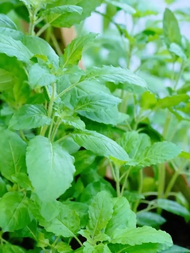 न होगी एसिडिटी न होगी पेट की कोई समस्या