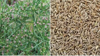 Cumin Farming : कम लागत के साथ शुरू करे खेती और महीनो बाद पाए लाखो का मुनाफा , जाने कैसे