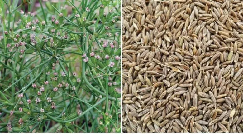 Cumin Farming : कम लागत के साथ शुरू करे खेती और महीनो बाद पाए लाखो का मुनाफा , जाने कैसे
