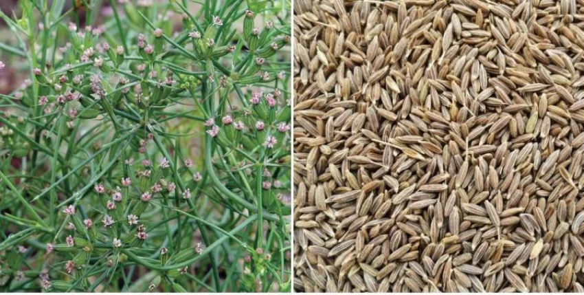 Cumin Farming : कम लागत के साथ शुरू करे खेती और महीनो बाद पाए लाखो का मुनाफा , जाने कैसे