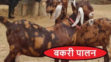 बकरी पालन