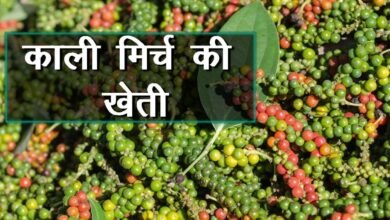 Black Pepper Cultivation