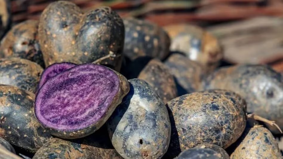 Black Potato Cultivation