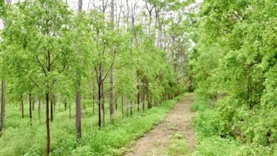 Sandalwood Tree Business: खेत में इन पेड़ो को लगाकर कमाए करोड़ो रूपये, एक लकड़ी देगी इतना मुनाफा