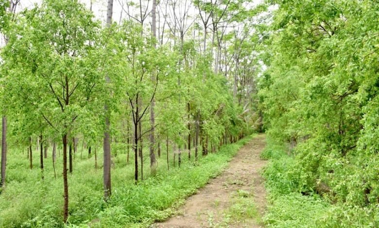 Sandalwood Tree Business: खेत में इन पेड़ो को लगाकर कमाए करोड़ो रूपये, एक लकड़ी देगी इतना मुनाफा