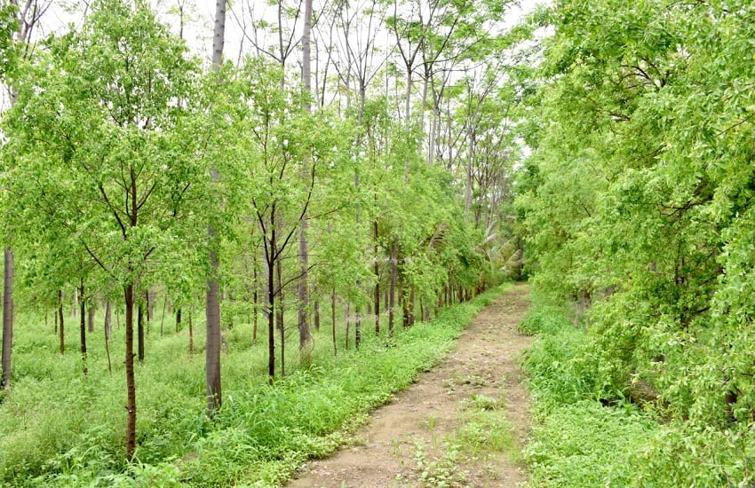 Sandalwood Tree Business: खेत में इन पेड़ो को लगाकर कमाए करोड़ो रूपये, एक लकड़ी देगी इतना मुनाफा