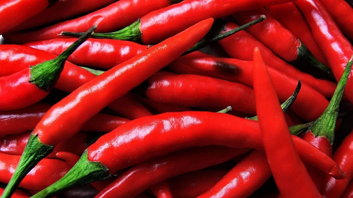 Chilli Rates