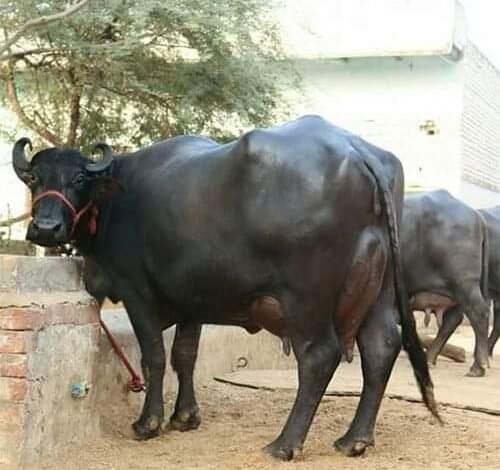Murra Buffalo Farming : भैंस की इस नस्ल के पालन से होगी तगड़ी कमाई , जाने कैसे