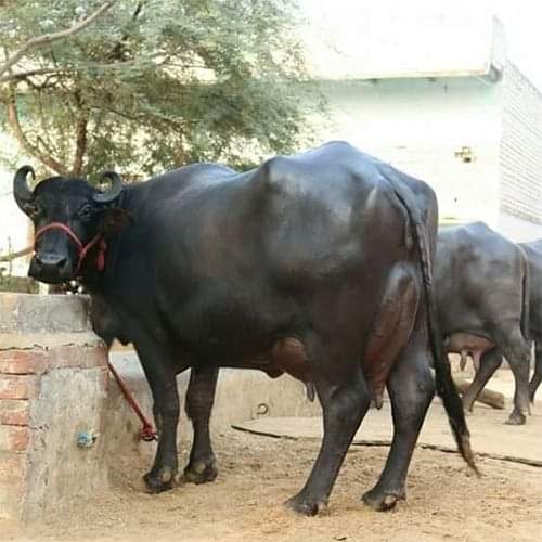 Murra Buffalo Farming : भैंस की इस नस्ल के पालन से होगी तगड़ी कमाई , जाने कैसे