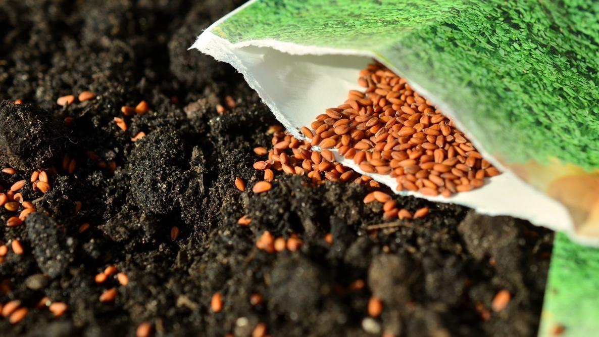 Free vegetable seeds to farmers