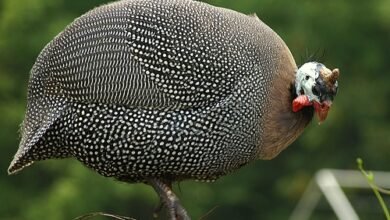 गिनी फाउल क्या है ? कम लागत बनेगी डबल आमदानी का जरिया , जाने कैसे