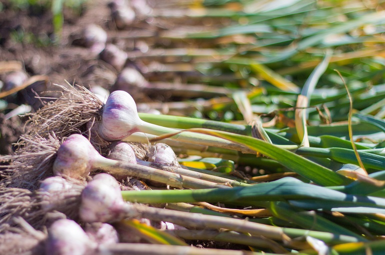 Garlic Farming : लहसुन की खेती देगी कुछ महीनो के अंदर लाखो रूपये कमाने का मौका , जाने कैसे