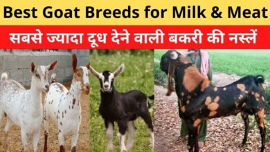 बकरी की ये नस्ल बनाएगी आपको करोड़पति, जानिए कौन सी नस्ल की बकरी है और इसकी पहचान कैसे करे