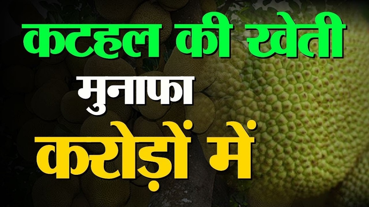 Jackfruit cultivation
