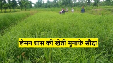 Lemon Grass Cultivation