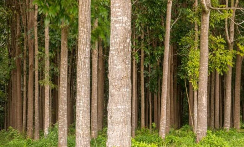 Mahogany tree