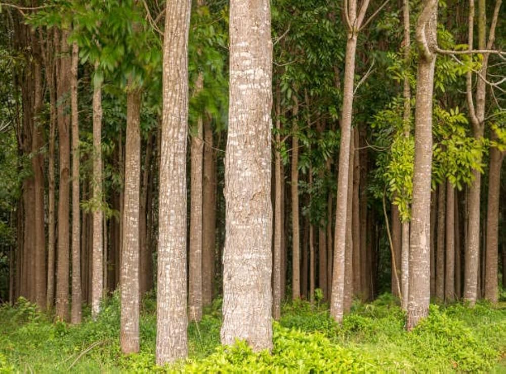Mahogany tree