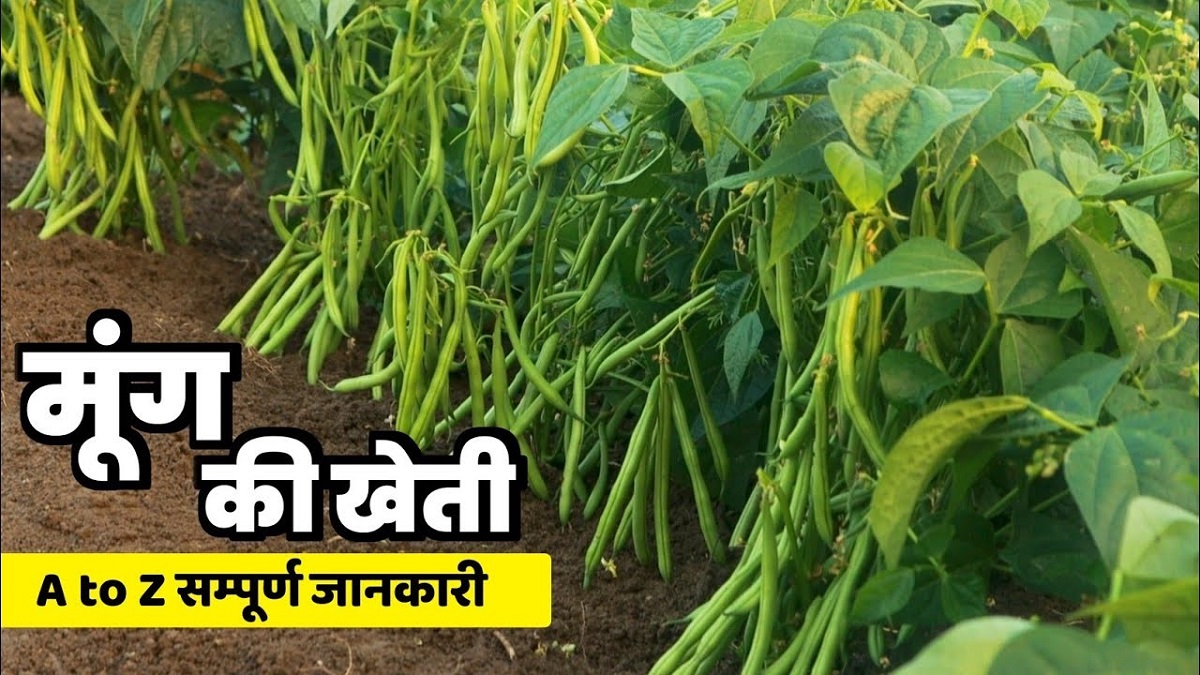 Moong Ki Kheti
