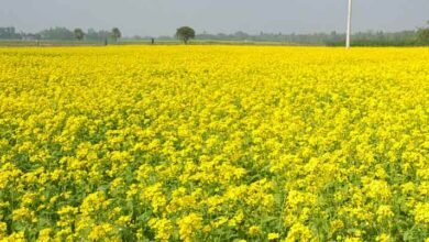 सरकार का बड़ा फैसला, अब तय MSP पर फसलों की खरीदी करेगी सरकार