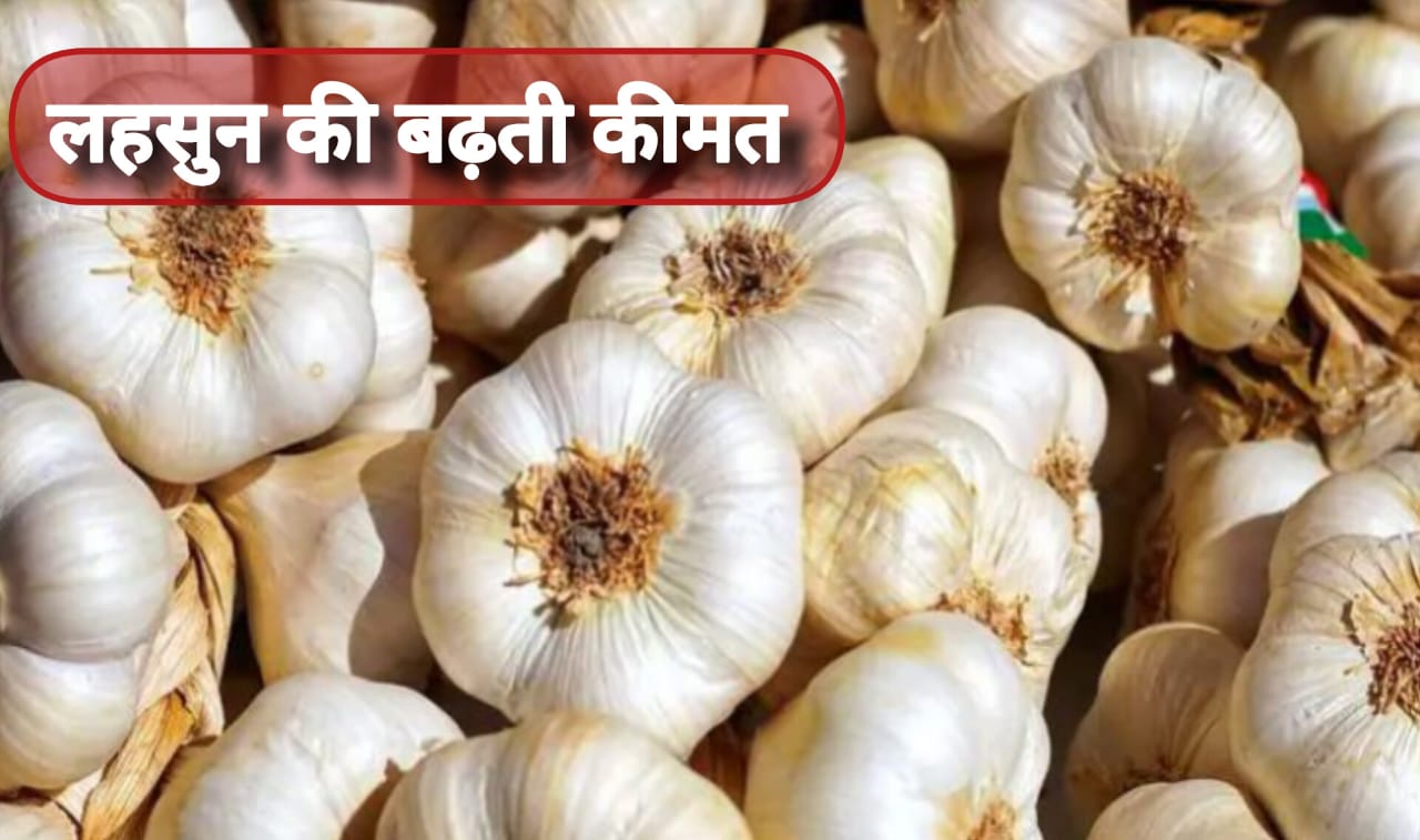 लहसुन की बढ़ती कीमत के पीछे क्या है वजह?, कब तक बढ़ते रहेंगे इसके भाव