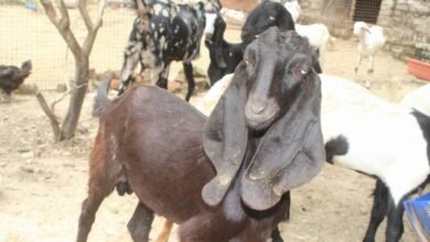 बकरी पालन के लिए कौन सी नश्ल है सबसे बेहतर ,कैसे करे पहचान