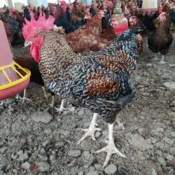 पोल्ट्री फार्म खोलने के लिए सरकार देंगी रु40 लाख , जाने पूरी प्रक्रिया