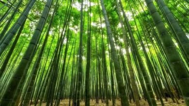 Bamboo Cultivation: बांस की खेती से आप भी होंगे मालामाल, बस एक बार लगाएं और पूरी जिंदगी बैठ कर पैसे कमाएं