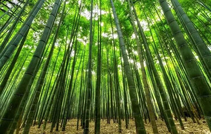 Bamboo Cultivation: बांस की खेती से आप भी होंगे मालामाल, बस एक बार लगाएं और पूरी जिंदगी बैठ कर पैसे कमाएं