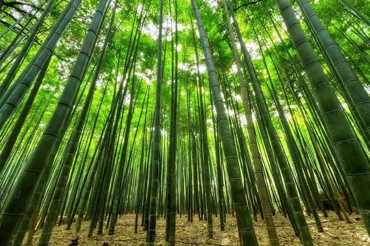 Bamboo Cultivation: बांस की खेती से आप भी होंगे मालामाल, बस एक बार लगाएं और पूरी जिंदगी बैठ कर पैसे कमाएं