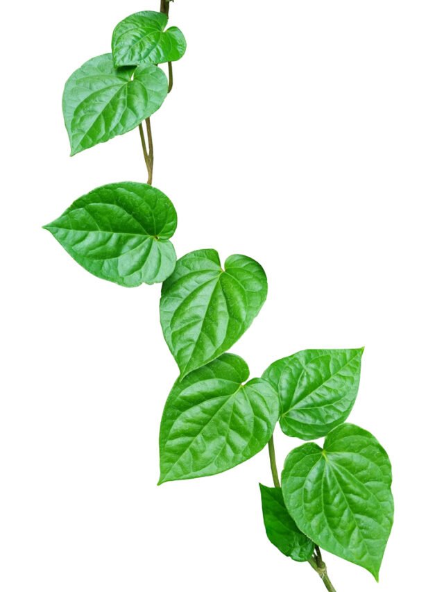 पान खाने के सेहतमंद फायदे Dekhe