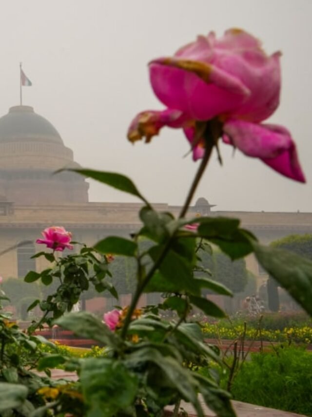 अमृत उद्यान हर रंग के गुलाब की सेलिब्रेट करे रोज़े डे
