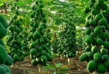 Papaya Farming : पपीता की खेती के लिए सरकार देगी 45 हजार रुपये , जाने आवेदन की पूरी जानकारी
