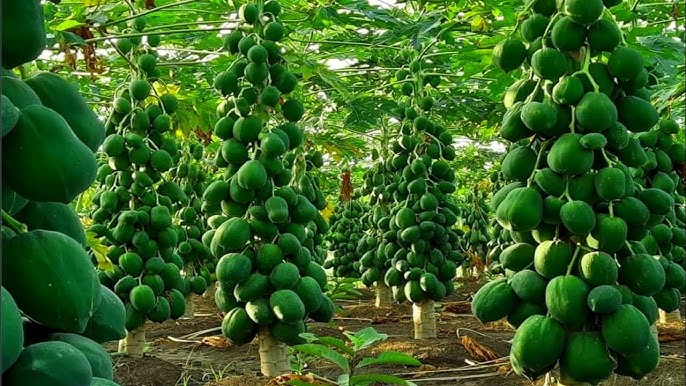 Papaya Farming : पपीता की खेती के लिए सरकार देगी 45 हजार रुपये , जाने आवेदन की पूरी जानकारी