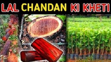 गांव में खाली पड़े खेत में करें इस पेड़ की खेती, घर बैठे आएंगे पैसे