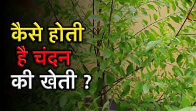 Sandalwood Farming : चन्दन की खेती से कमाए करोड़ो रूपये सालाना