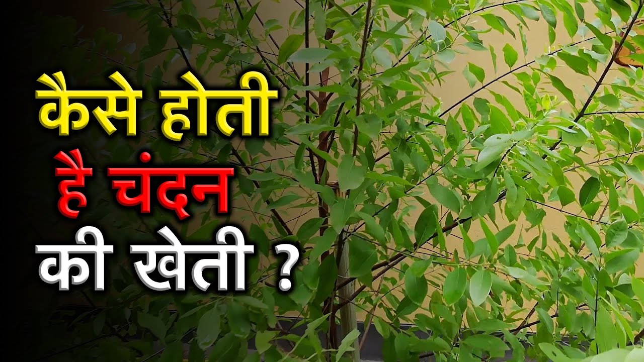 Sandalwood Farming : चन्दन की खेती से कमाए करोड़ो रूपये सालाना
