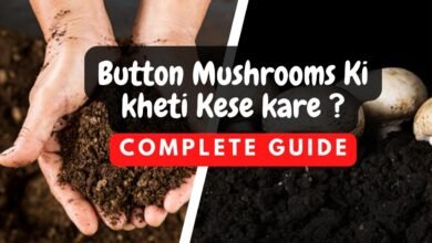 Business Idea : कम लागत में मशरूम की खेती से कमाए दोगुना मुनाफा ,देखिये पूरी जानकारी