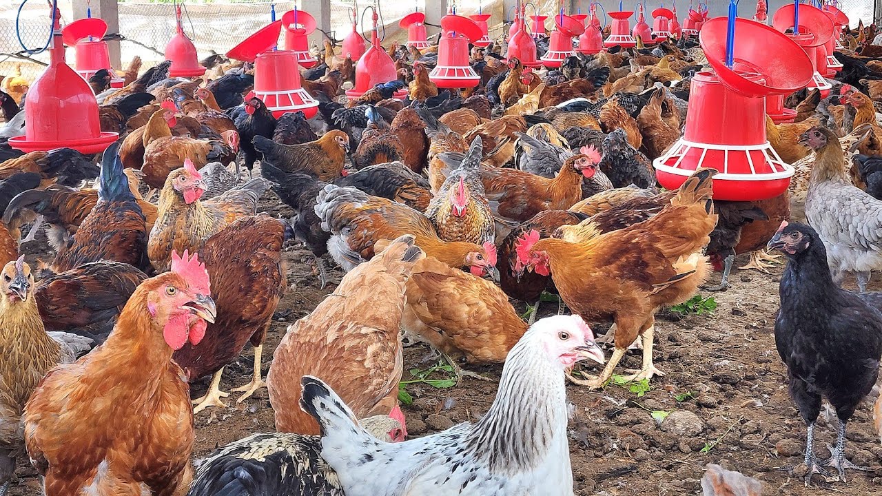 Poultry Farming : सस्ते में शुरू करे देशी मुर्गी पालन और कमाए मोटी कमाई