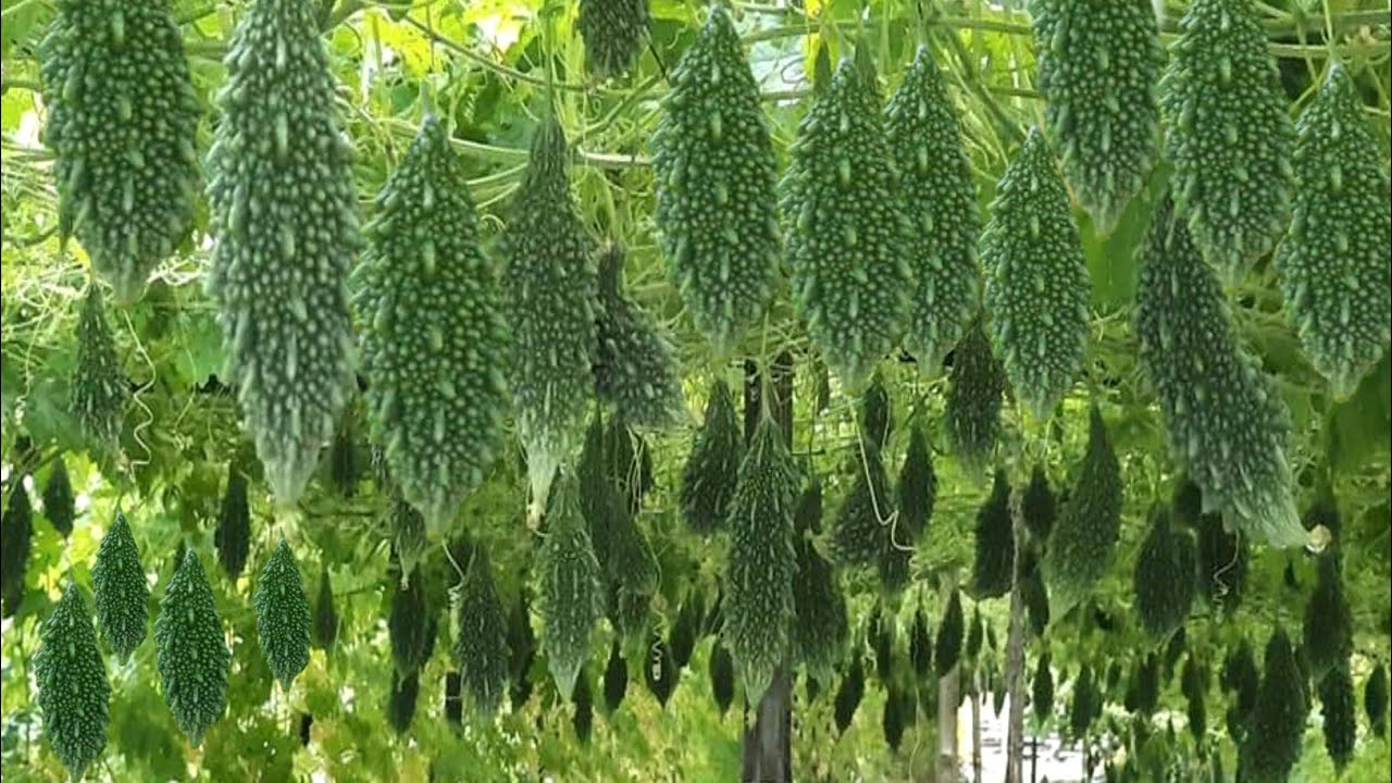 Bitter Gourd Farming :करेले की खेती करके कमा सकते है तगड़ा मुनाफा , जाने बेहतरीन किस्म