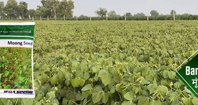 Moong Seed : IFSA बंसी गोल्ड मूंग की अधिक पैदावार लेने का सबसे आसान तरीका ,जानिए