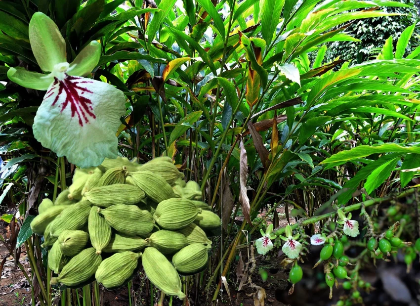 Cardamom Farming :इलायची की खेती देगी आपको लम्बे समय तक मुनाफा , जाने खेती का आसान तरीका